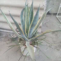 گل آگاوامریکایی ابلق
