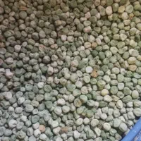 بذر نخود فرنگی