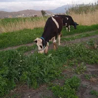 گاو شیری