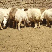 میش داشتی جوان درجه یک