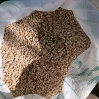 لوبیا ارتشی