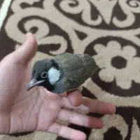 پرنده