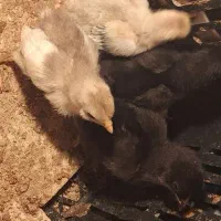 جوجه بومی خانگی