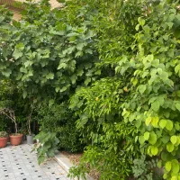 منزل کلنگی فروشی نزدیک حرم بحر خیابان