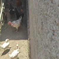 فروش مرغ محلی
