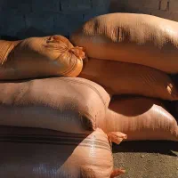 کاه زابل