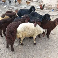 ۱۰عدد بره نروماده قزل