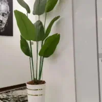 درختچه های لمسی پرنده بهشتی