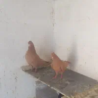 یک جفت پرند