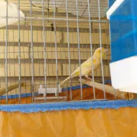 قناری موزاییکی ماده آماده پس کوزه ای