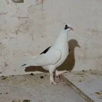 کبوتر