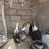 تعداد4عدد اردک ماده