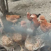 جوجه