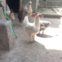 سلام  ۵ عدد مرغ
