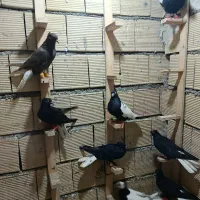 15تا کفتر موقلف دو پری تا ۶پری واگسن خورده