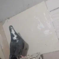 کفتر زاغ ریشی