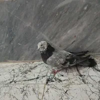 کبوتر اصفهانی نره کوی