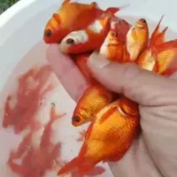 ماهی قرمز گلفیش چهاردم