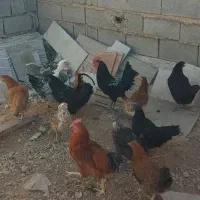 مرغ و خروس ایام سمانی