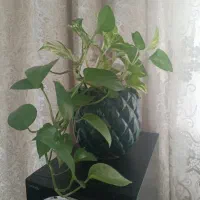 گل با گلدان