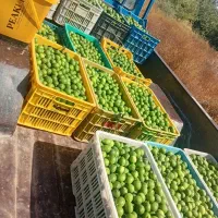 خرید مستقیم از باغ لیمو
