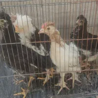 جوجه زینتی لُری  و مرغ