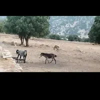 قاطر|اسب و تجهیزات اسبسواری|یاسوج, |دیوار