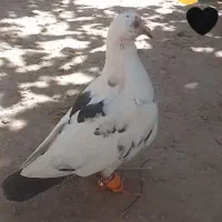 کبوتر دم سیاه گم شده