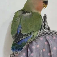 طوطی برزیلی و عروس هلندی سیامون