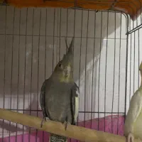 عروس هلندی