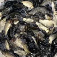 ماهی آزاد جهت از بین بردن خزه و جلبک استخر