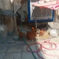 تعداد ۶عددمرغ رسمی