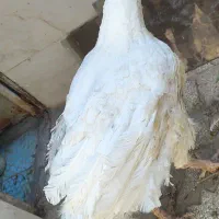 یک عدد بوقلمون سر حال