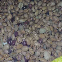 لوبیا چیتی