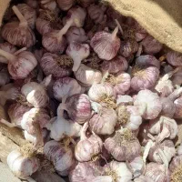 بذر سیر درجه یک