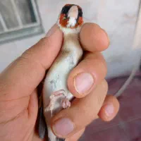 سهره چونه .فنج قناری