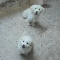 سگ پاکوتاه