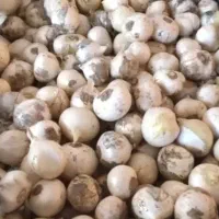 موسیر کوهستانی درجه1..ریز و درشت