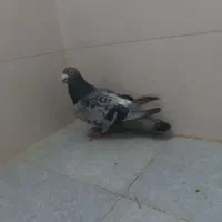 پلاکی مسافتی ،طوقی