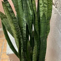 گیاه سنسوریا یا گیاه مار