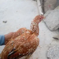 فوری