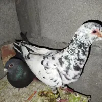 سلام  کبوتر جفت ساره زاغ