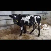 چهار راس گوساله دورگ محلی