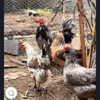 فروش تخم نطفه دار گلین