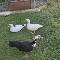 اردک اسراییلی و نمایی ،خروس ،برهما