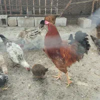 خروس|حیوانات مزرعه|گنبد کاووس, |دیوار