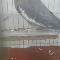 عروس هلندی ماده