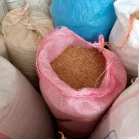 گندم مخصوص بذر دام
