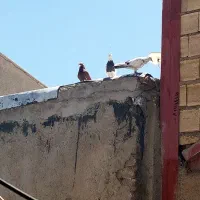 کفتر تهرانی
