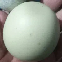 سنگ اسیاب